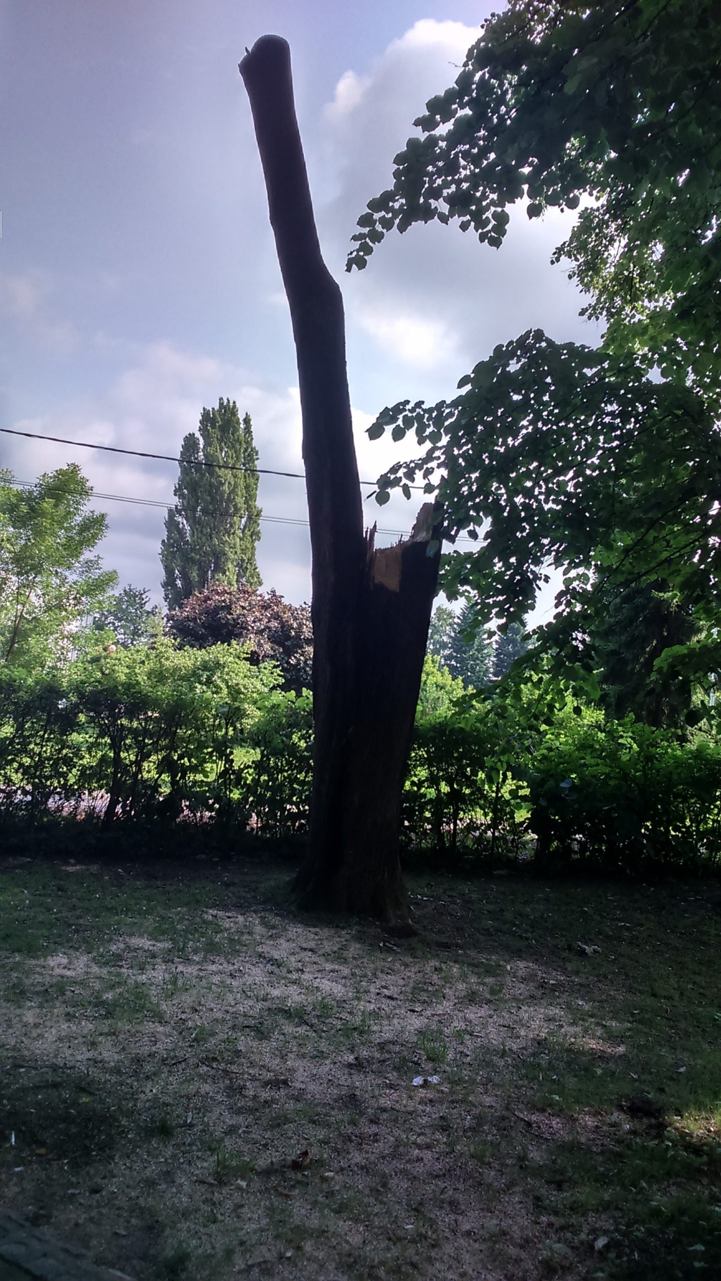 Уклањање стабла код Института Уклањање стабла код Института