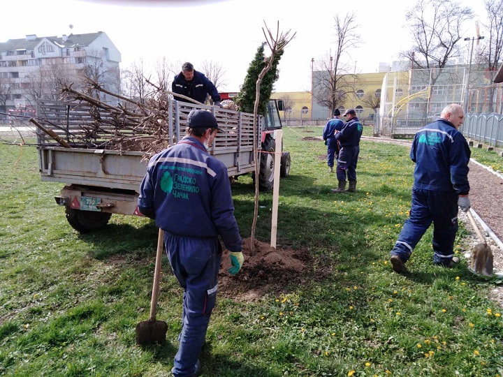 Наша шума,наша брига 2 – наставак садње у ОШ,,Милица Павловић” и Установа ,,Зрачак”