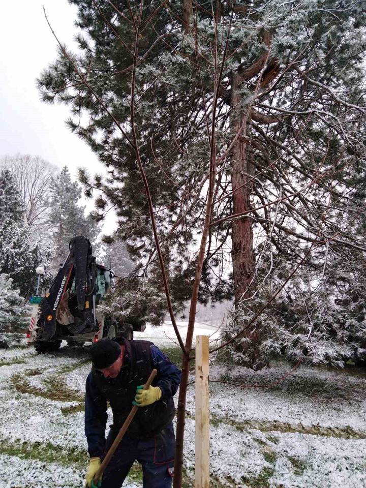 Садња у Спомен парку, наставак пројекта ,,Наша шума, наша брига 2″