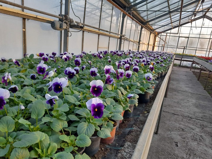 Јесења расада наше производње