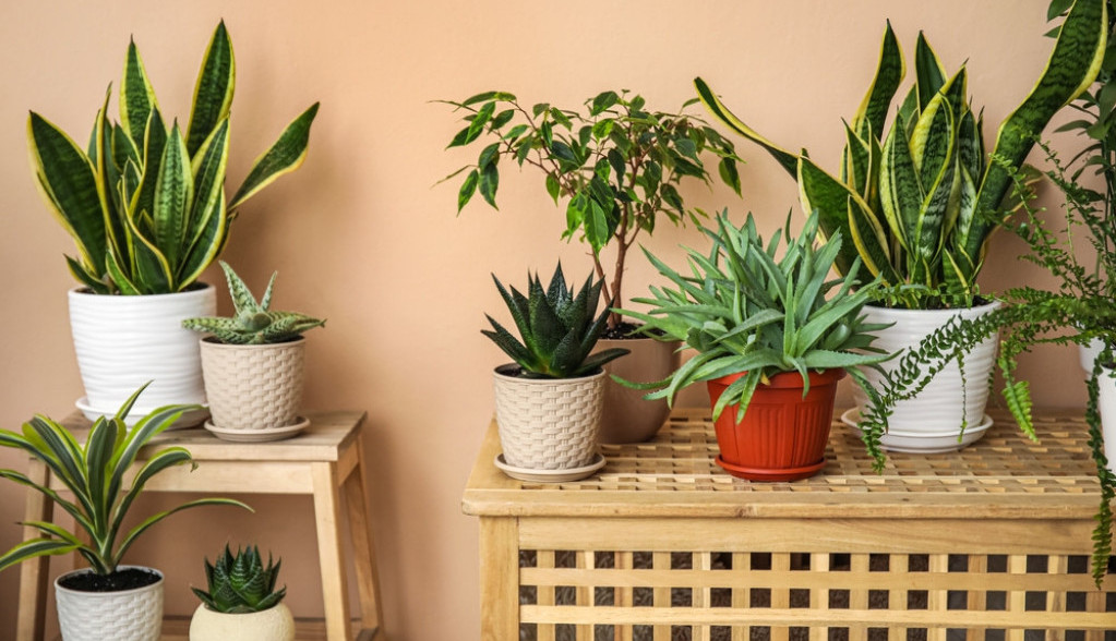 Летња нега биљака – како их заштитити од жеге Летња нега биљака – како их заштитити од жеге